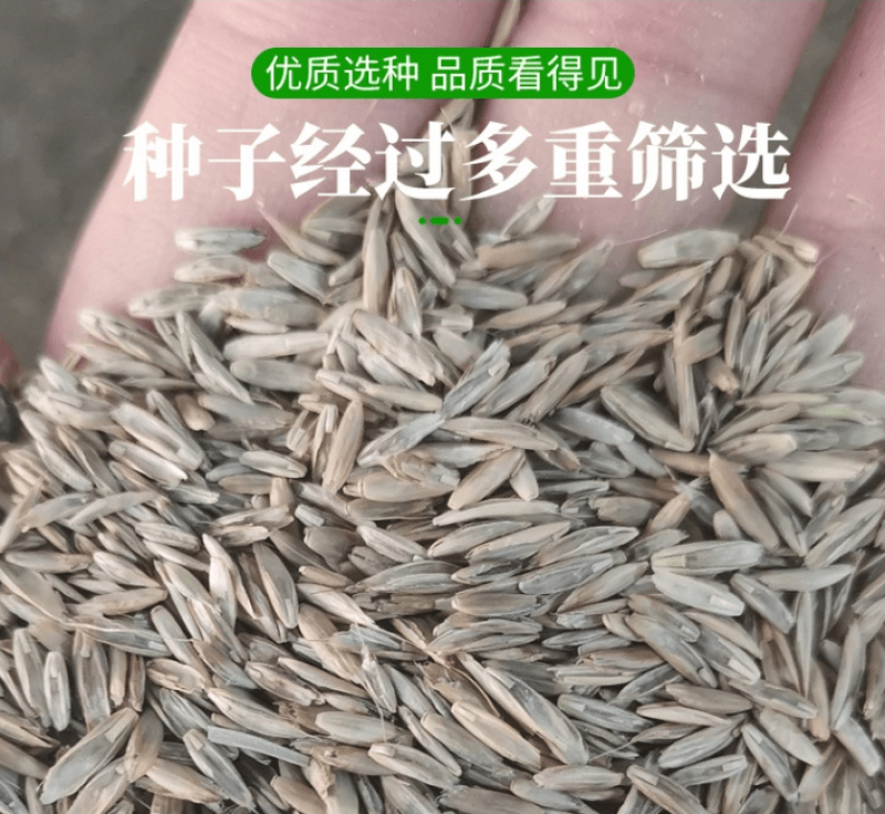 无芒雀麦种子多年生耐寒草畜禽牧草籽猪牛羊驴鸡鹅