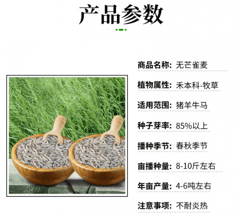 无芒雀麦种子多年生耐寒草畜禽牧草籽猪牛羊驴鸡鹅