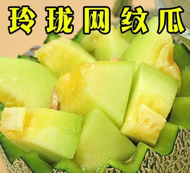 网纹瓜苗玲珑网纹瓜苗哈密瓜苗直播苗免费提供技术包回收