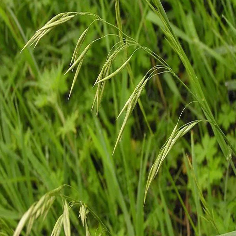无芒雀麦种子多年生耐寒草畜禽牧草籽猪牛羊驴鸡鹅