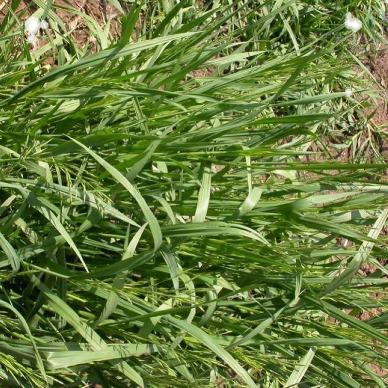 无芒雀麦种子多年生耐寒草畜禽牧草籽猪牛羊驴鸡鹅