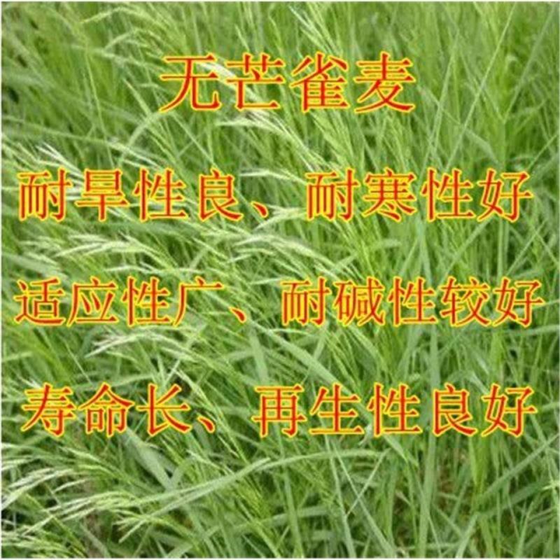 无芒雀麦种子多年生耐寒草畜禽牧草籽猪牛羊驴鸡鹅
