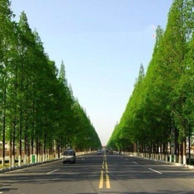水杉树苗园林绿化树苗杉木苗行道树南北方种植