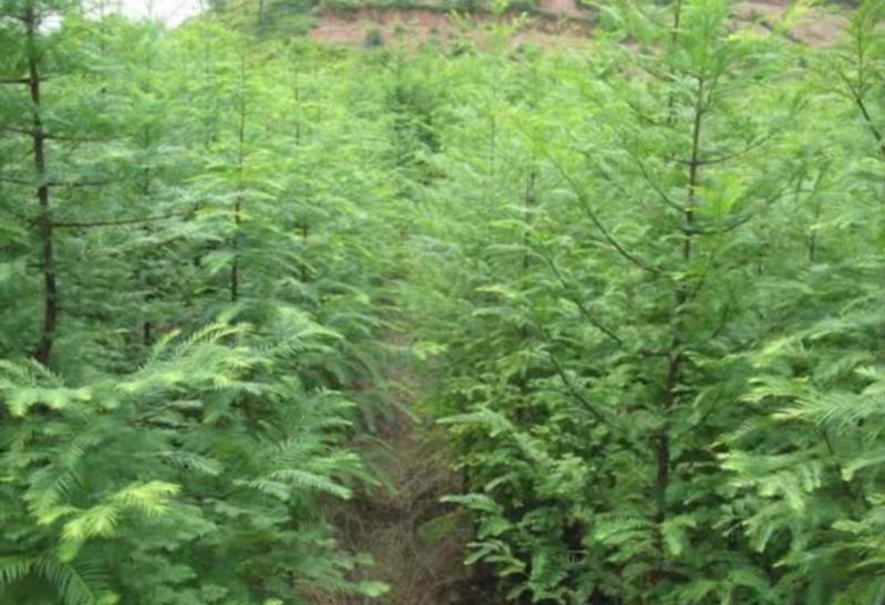 水杉树苗园林绿化树苗杉木苗行道树南北方种植