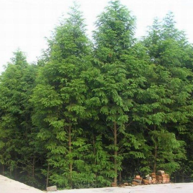水杉树苗园林绿化树苗杉木苗行道树南北方种植