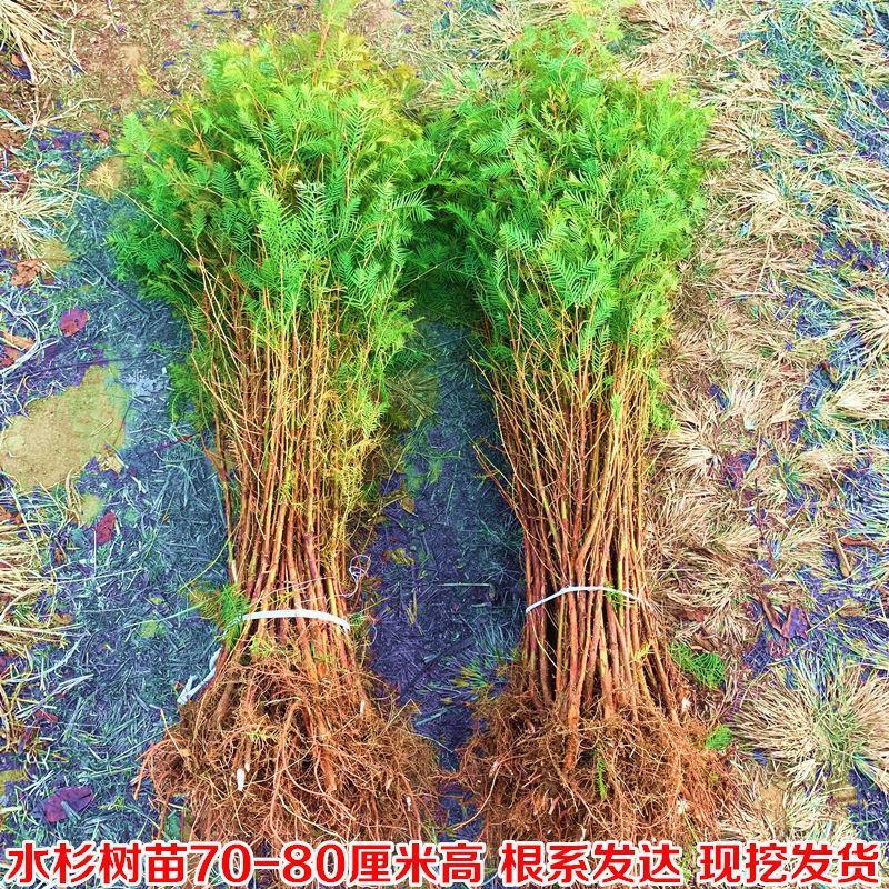 水杉树苗园林绿化树苗杉木苗行道树南北方种植