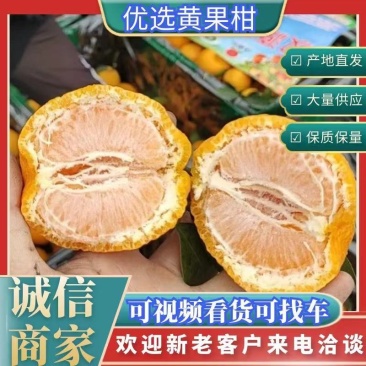 大量有货四川黄果柑基地皮薄多汁肉厚无核