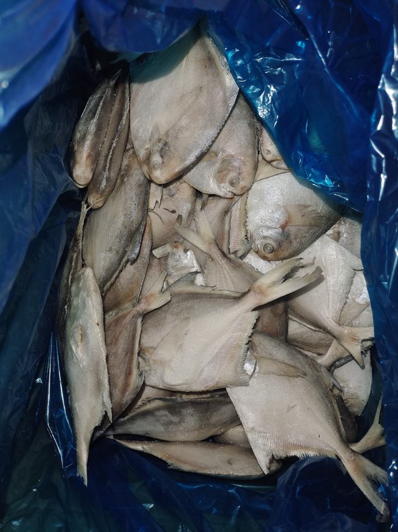 鲳鱼，陆冻船冻都有货，市场批发单冻，社区团购电商
