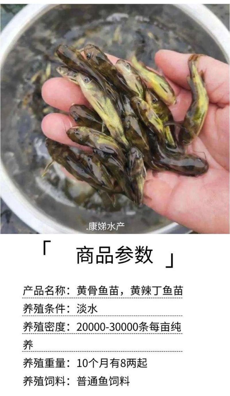 杂交黄骨鱼苗全雄黄辣丁苗黄颡鱼苗黄鸭叫昂刺鱼苗优质快大种