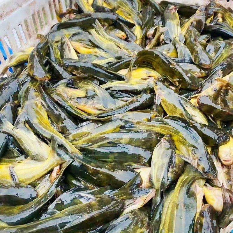 杂交黄骨鱼苗全雄黄辣丁苗黄颡鱼苗黄鸭叫昂刺鱼苗优质快大种