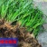 贵州牛羊狗肉粉店去腥增香料山奈五香草茴香菖蒲基地一手货源