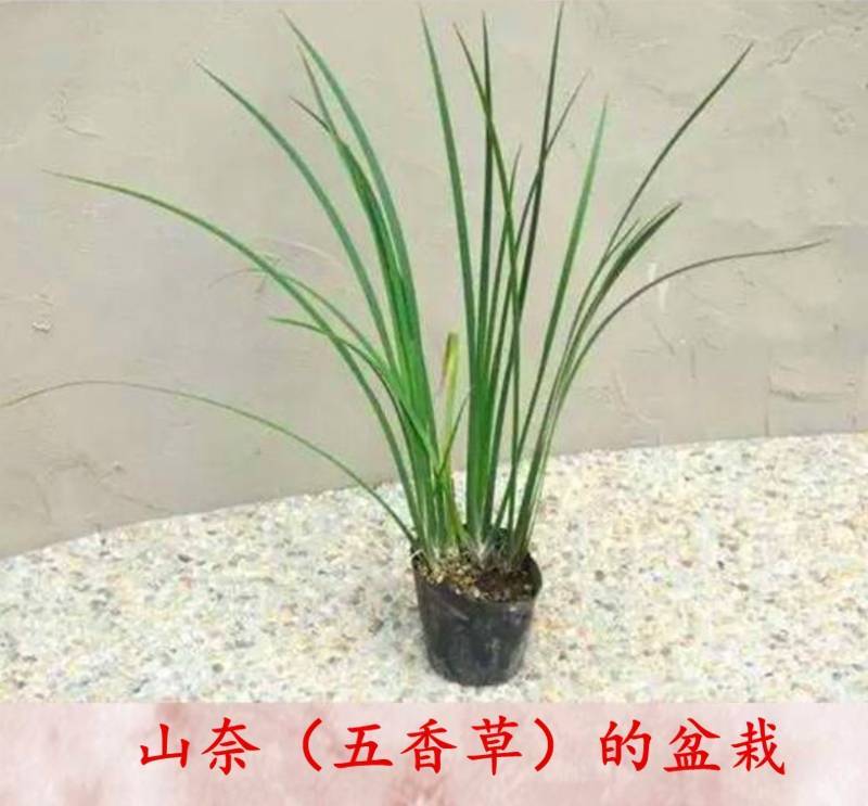 贵州牛羊狗肉粉店去腥增香料山奈五香草茴香菖蒲基地一手货源
