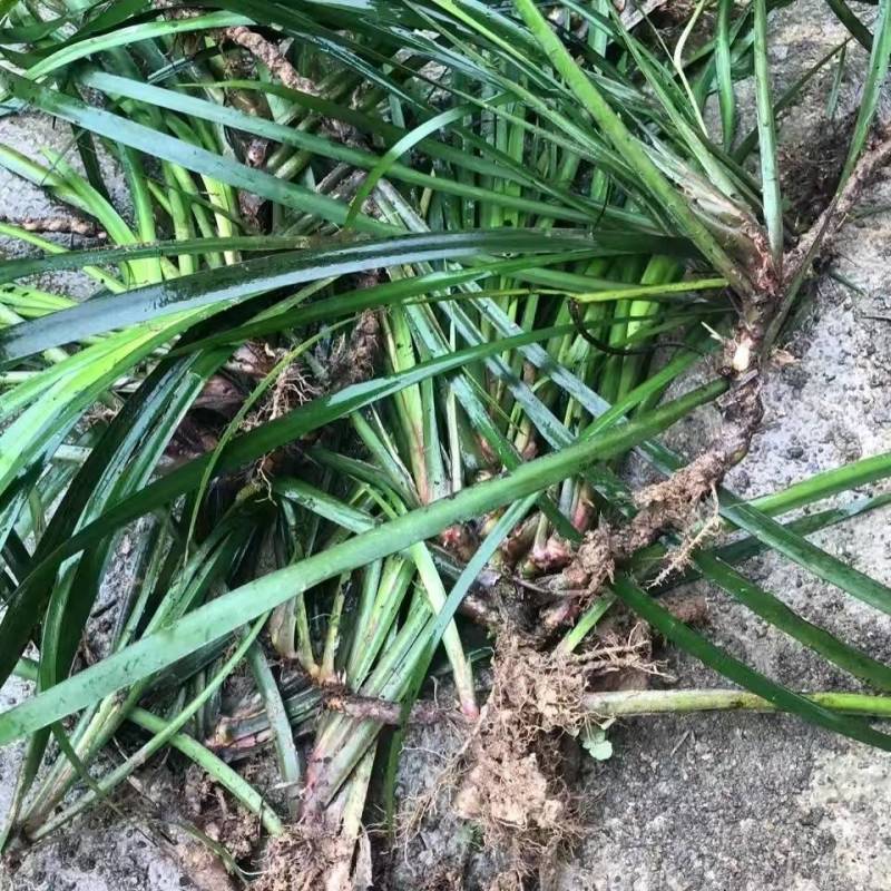 贵州牛羊狗肉粉店去腥增香料山奈五香草茴香菖蒲基地一手货源