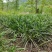 贵州牛羊狗肉粉店去腥增香料山奈五香草茴香菖蒲基地一手货源