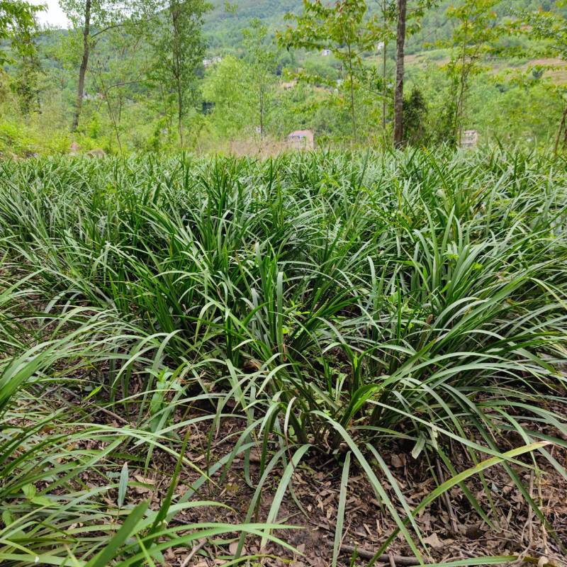 贵州牛羊狗肉粉店去腥增香料山奈五香草茴香菖蒲基地一手货源