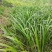贵州牛羊狗肉粉店去腥增香料山奈五香草茴香菖蒲基地一手货源