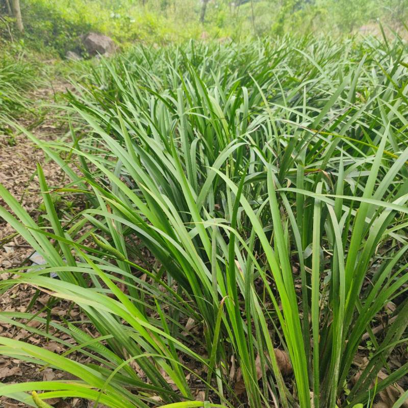 贵州牛羊狗肉粉店去腥增香料山奈五香草茴香菖蒲基地一手货源