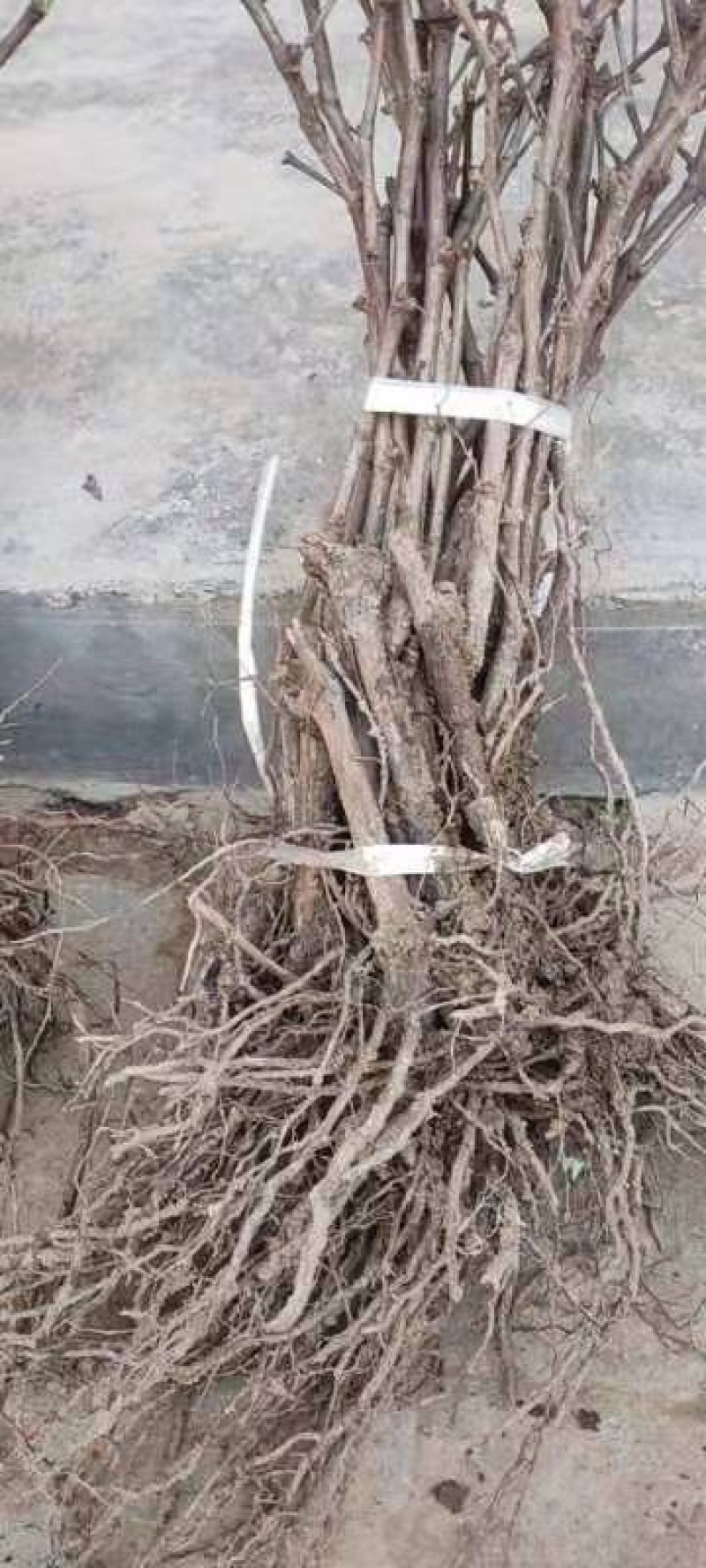 京亚葡萄苗口感好产量高1年30~50cm