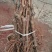 京亚葡萄苗口感好产量高1年30~50cm