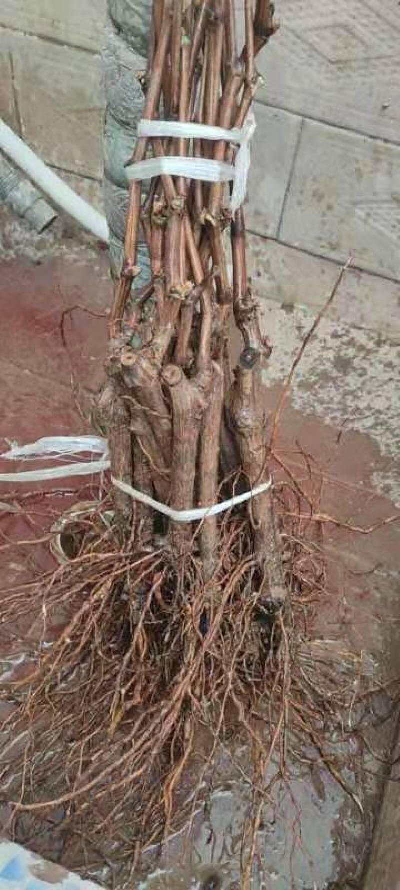 京亚葡萄苗口感好产量高1年30~50cm