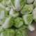 新乡小包白菜大量出库中。圆头青稞大白菜品质好。