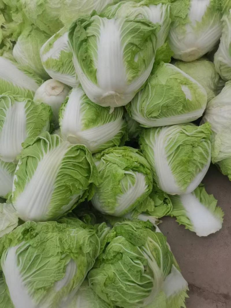 新乡小包白菜大量出库中。圆头青稞大白菜品质好。