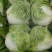 新乡小包白菜大量出库中。圆头青稞大白菜品质好。