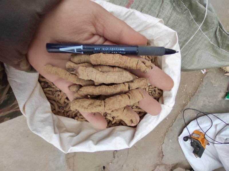 巴戟天大肉，抽芯巴戟野生巴戟肉，鸡肠风，兔子肠，一手货源