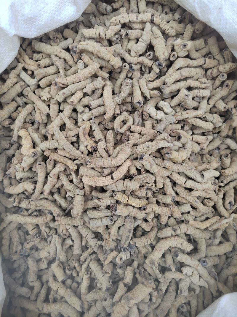 巴戟天大肉，抽芯巴戟野生巴戟肉，鸡肠风，兔子肠，一手货源