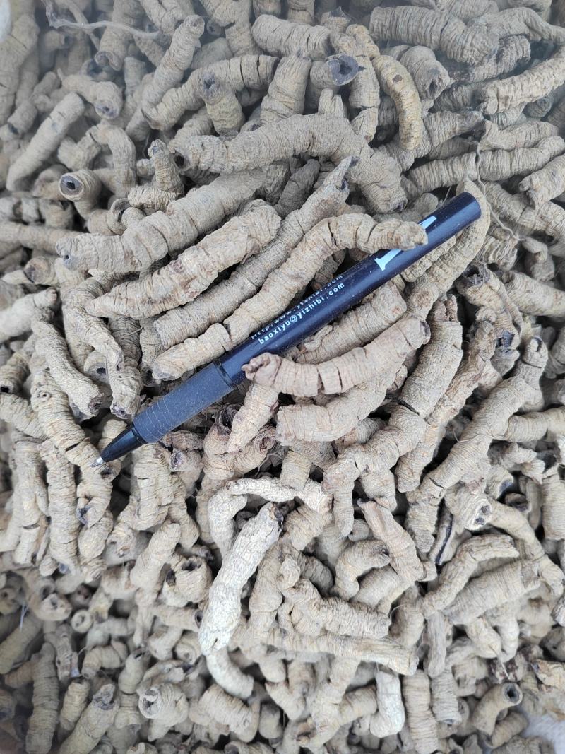 巴戟天大肉，抽芯巴戟野生巴戟肉，鸡肠风，兔子肠，一手货源