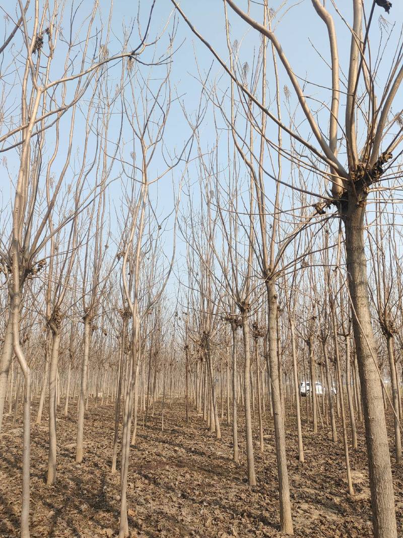 梓树，太康梓树基地批发！精品截头发冒梓树10-12公分！