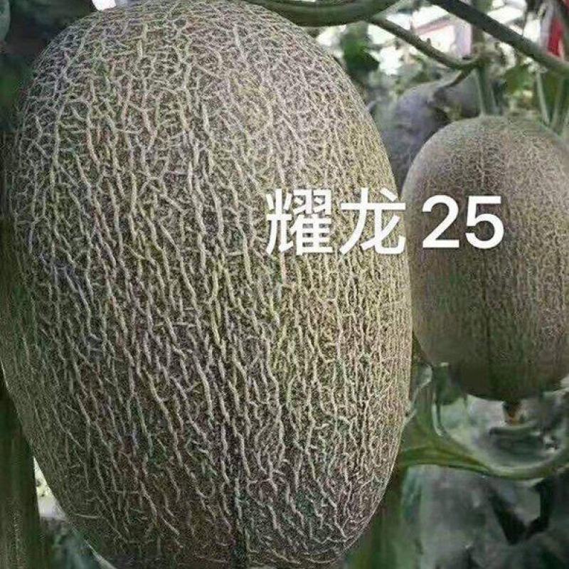 耀龙25号苗免费技术指导黄金蜜25号苗耀龙25号哈密瓜苗