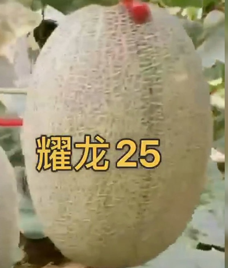 耀龙25号苗免费技术指导黄金蜜25号苗耀龙25号哈密瓜苗
