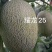 耀龙25号苗免费技术指导黄金蜜25号苗耀龙25号哈密瓜苗