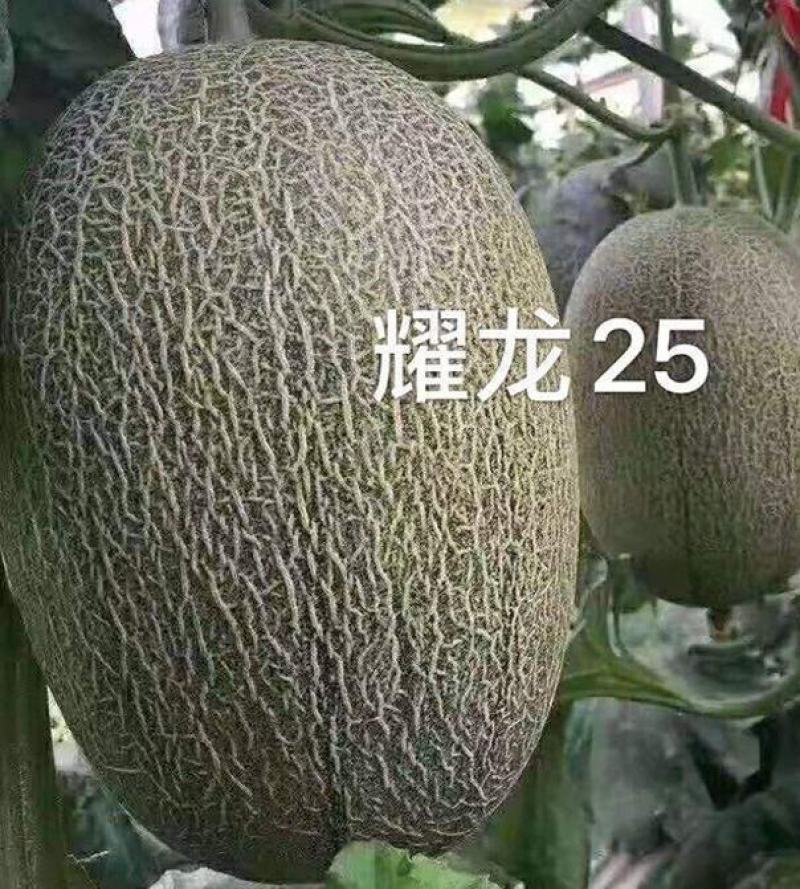 耀龙25号苗免费技术指导黄金蜜25号苗耀龙25号哈密瓜苗