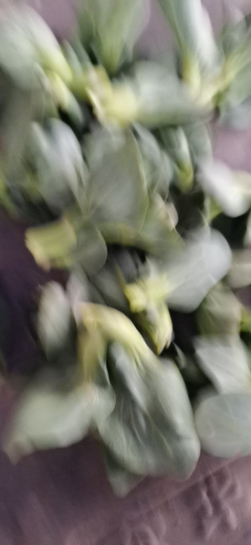 菜芯菜苔精品广东菜芯产地一手货源大量供应欢迎选购