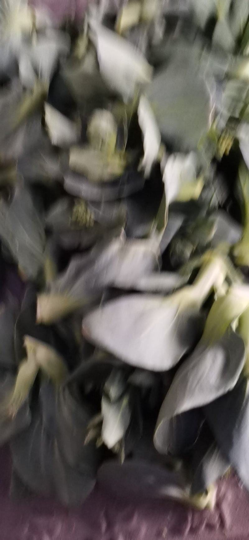 菜芯菜苔精品广东菜芯产地一手货源大量供应欢迎选购