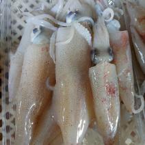 北海本港船冻灯光鱿鱼新鲜小鱿鱼优质海鲜批发