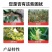 奥丰哈茨木霉菌20亿果树蔬菜生根防病抗重茬专用微生物菌剂