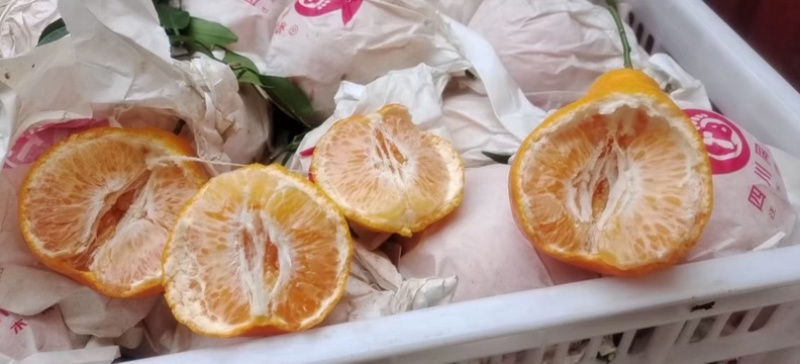 🥇四川春见耙耙柑，高次，小果，大炮果，通货