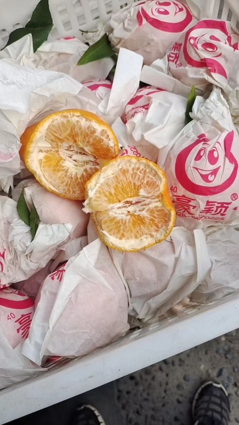 🥇四川春见耙耙柑，高次，小果，大炮果，通货