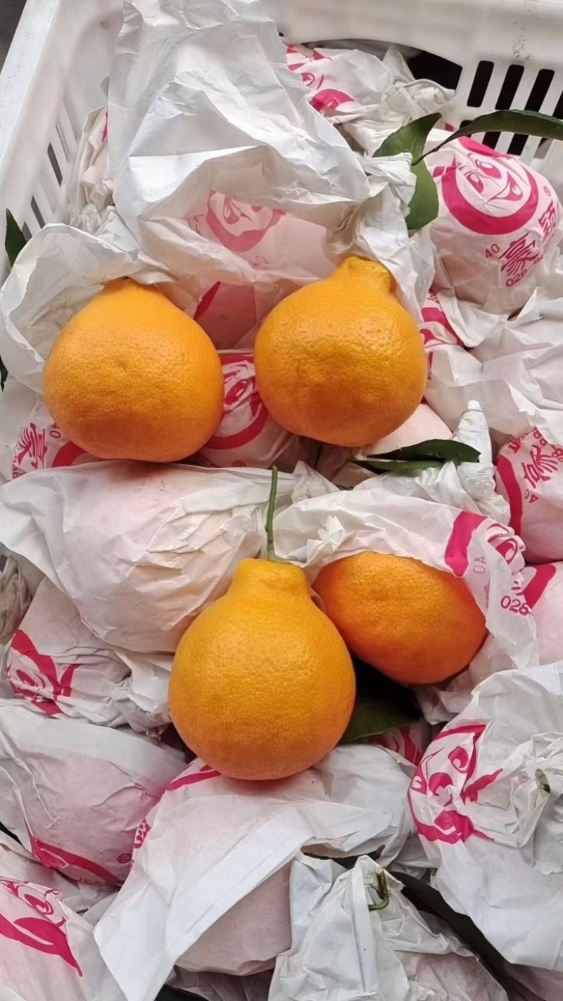 🥇四川春见耙耙柑，高次，小果，大炮果，通货