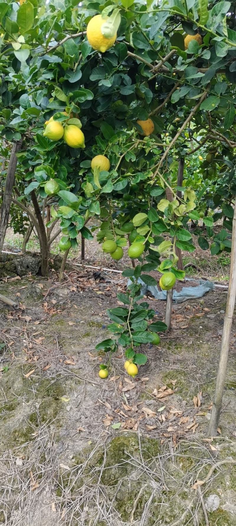 广东香水柠檬，果面干净，香味浓厚，皮簿多汁，果园直销