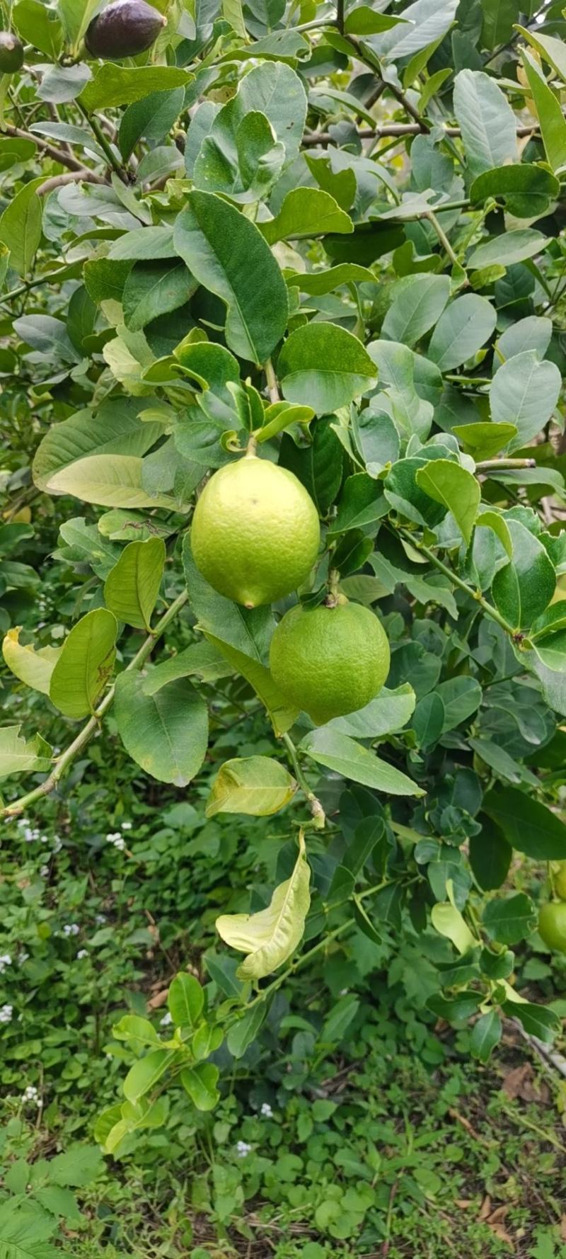 广东香水柠檬，果面干净，香味浓厚，皮簿多汁，果园直销