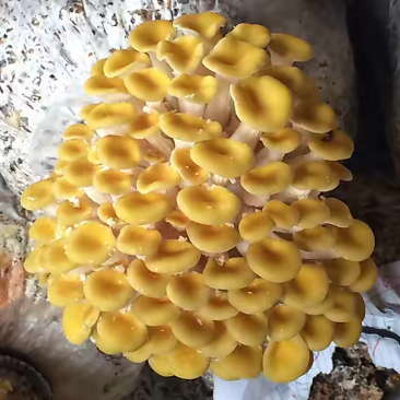 成品榆黄菇平菇菌包菌种
