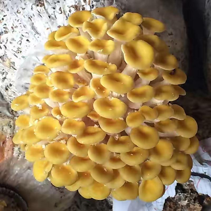 成品榆黄菇平菇菌包菌种