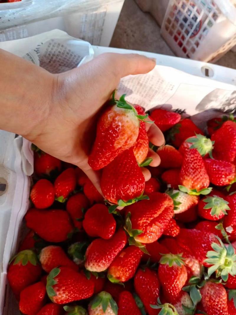 草莓四川草莓现已大量上市，现摘现发支持视频看货，