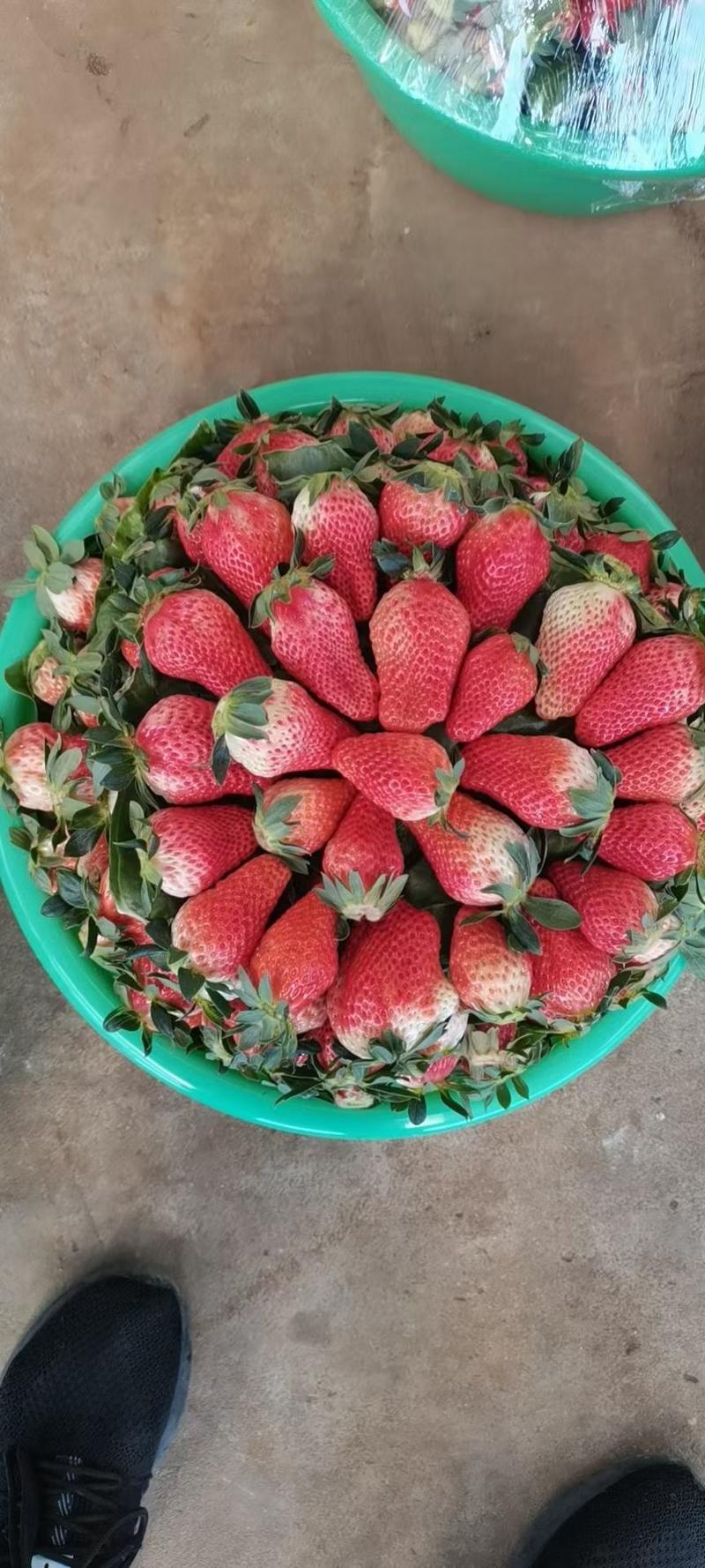 草莓四川草莓现已大量上市，现摘现发支持视频看货，