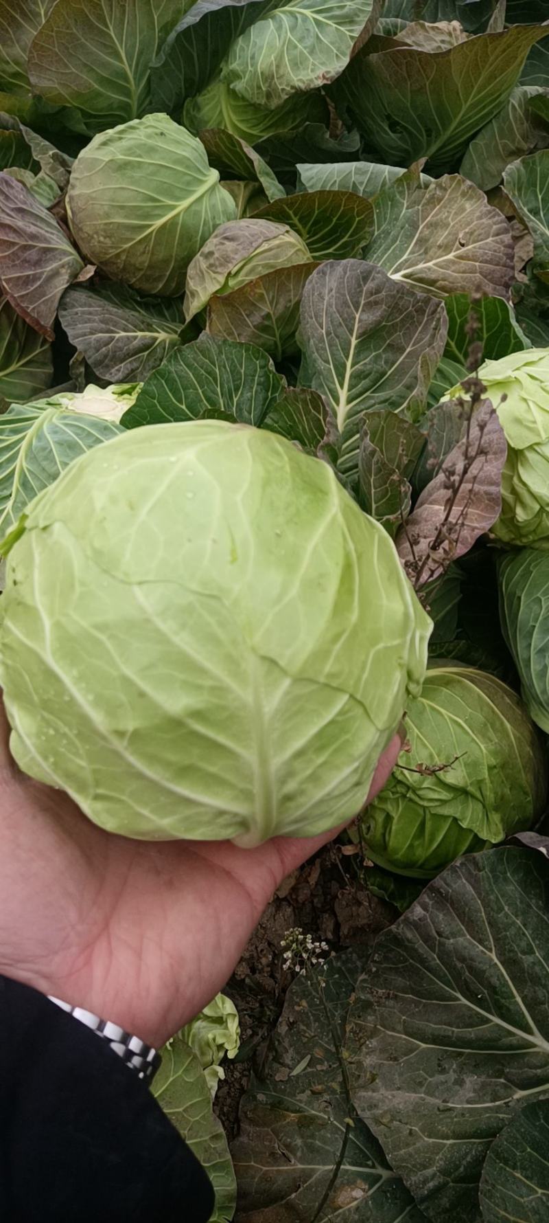 湖北精品甘蓝，大量现货，保质保量，有需要的欢迎与我联系