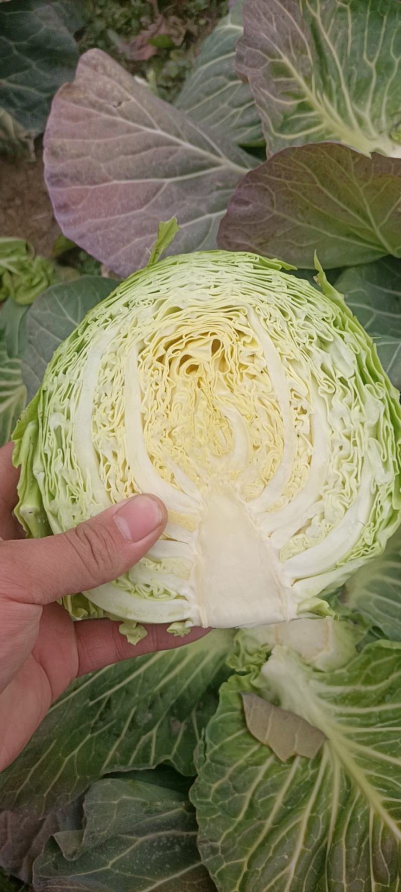 湖北精品甘蓝，大量现货，保质保量，有需要的欢迎与我联系